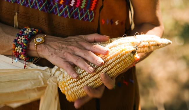Presidenta envía iniciativa de reforma para proteger el maíz mexicano