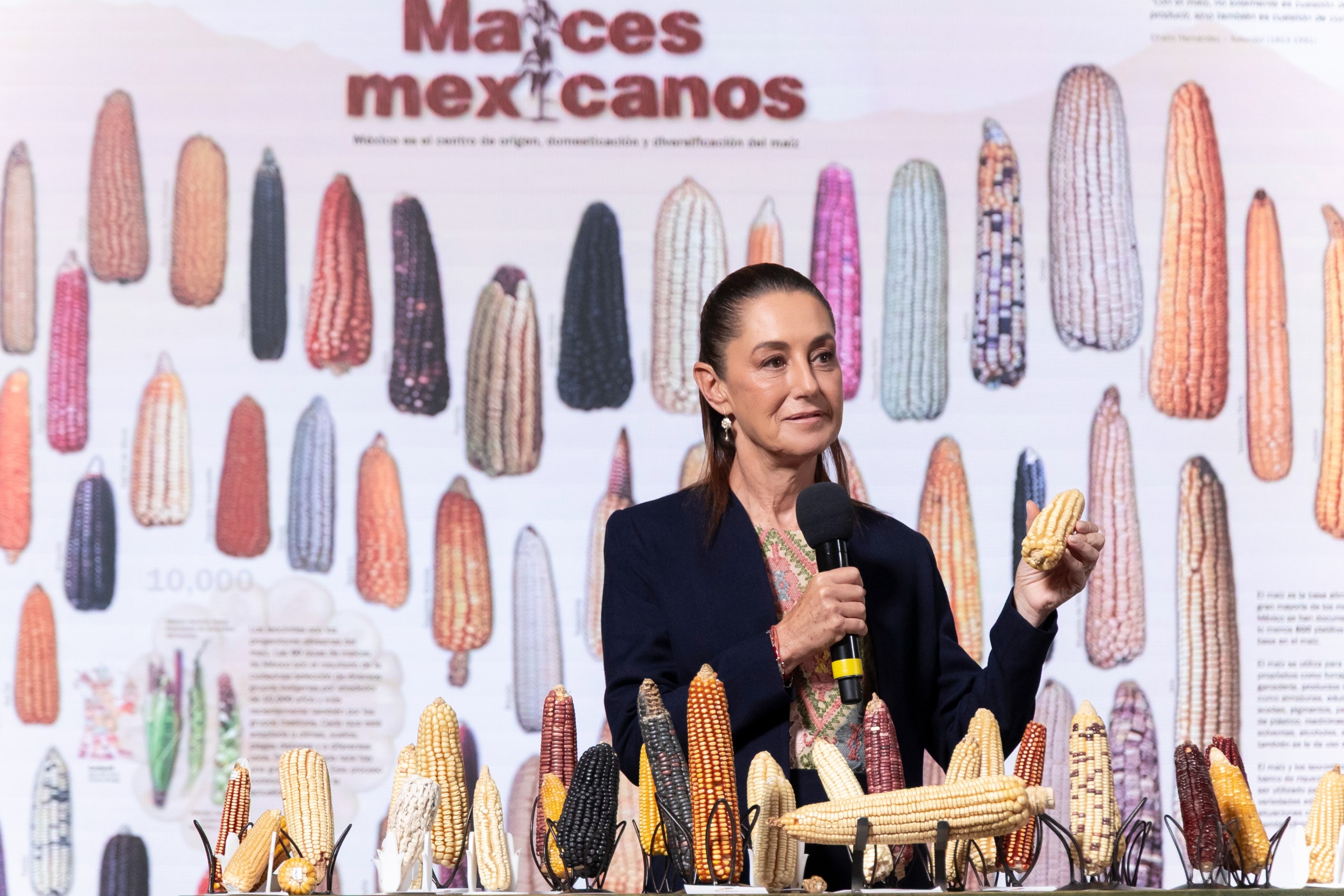 Sheinbaum impulsa “Sin maíz no hay país” para proteger maíces nativos y el bienestar campesino