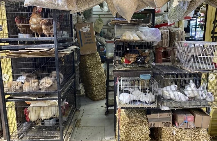 Animales dejarán de ser mercancía en el Mercado de Sonora