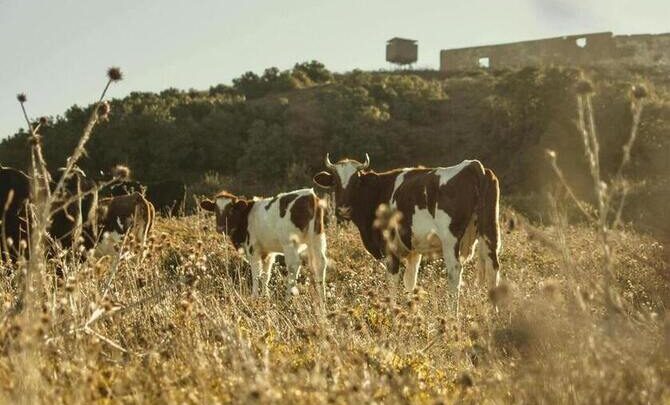Secretaría de Agricultura aplica el Dispositivo Nacional de Emergencia de Sanidad Animal en todo el país contra el Gusano Barrenador del Ganado