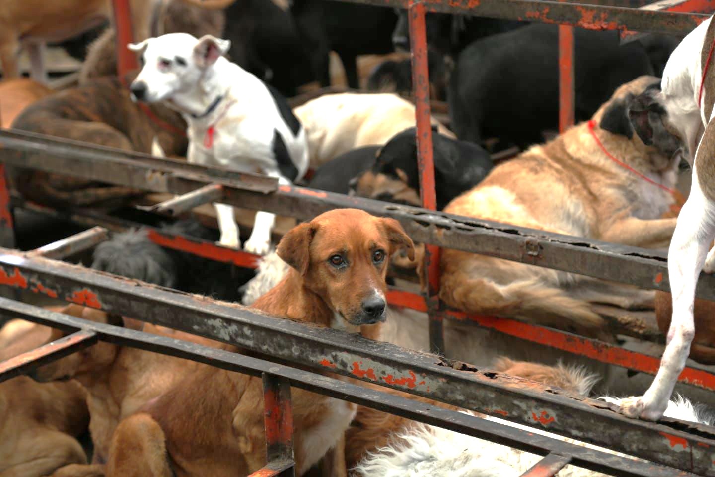 CDMX rescata a más de 900 animales víctimas de maltrato en Cuajimalpa