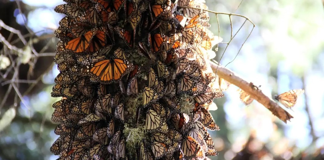 México, Estados Unidos y Canadá dialogan para proteger ruta de la monarca: Presidenta Sheinbaum