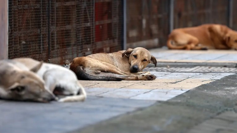 “Hay que cambiar la norma”: Presidenta Sheinbaum tras sacrificio de 10 mil perros en Tecámac