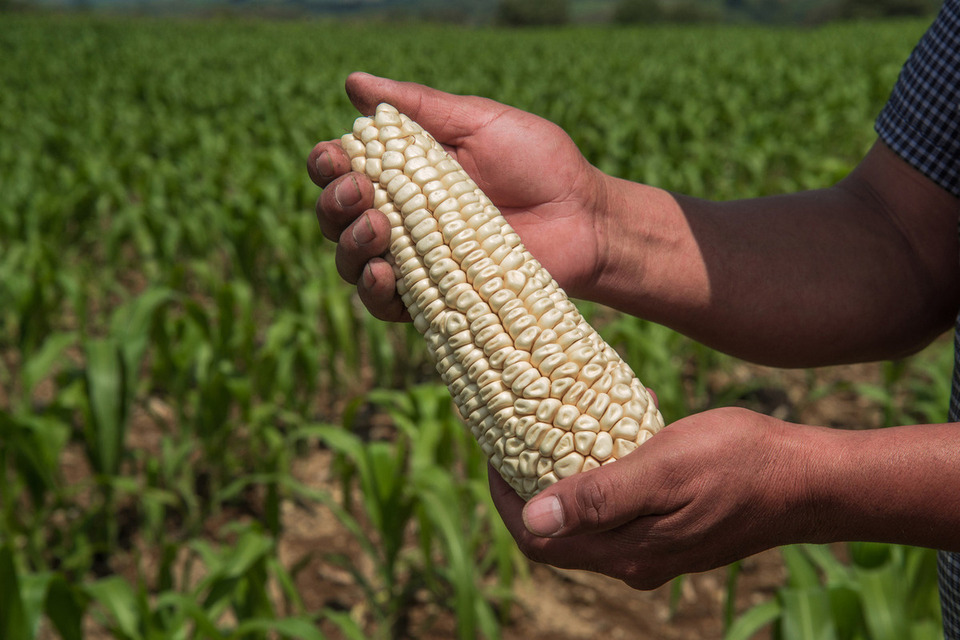Agricultura pagó más de mil 800 mdp a las y los productores de maíz blanco y amarillo