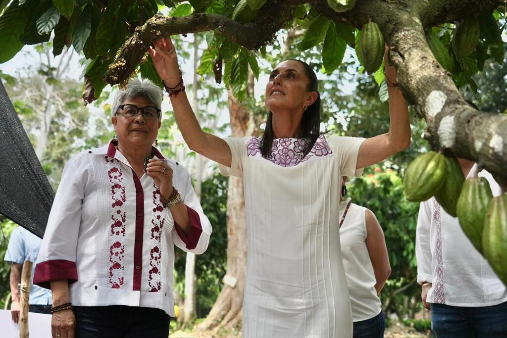 Habrá precio de garantía justo para productores de cacao en Tabasco: Presidenta Sheinbaum