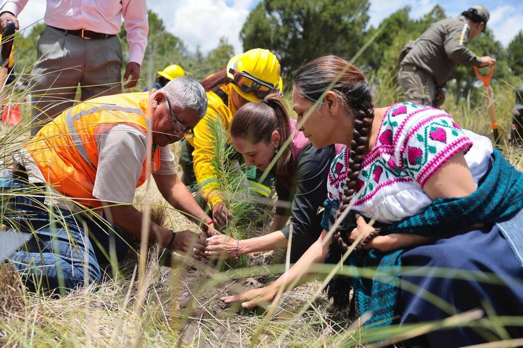 La presidenta Sheinbaum encabeza el inicio de la Jornada Nacional de Reforestación 2026