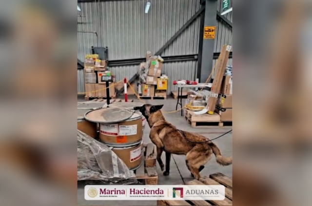 Max IV, binomio canino del Aeropuerto Internacional de la Ciudad de México, logra dos aseguramientos en un día