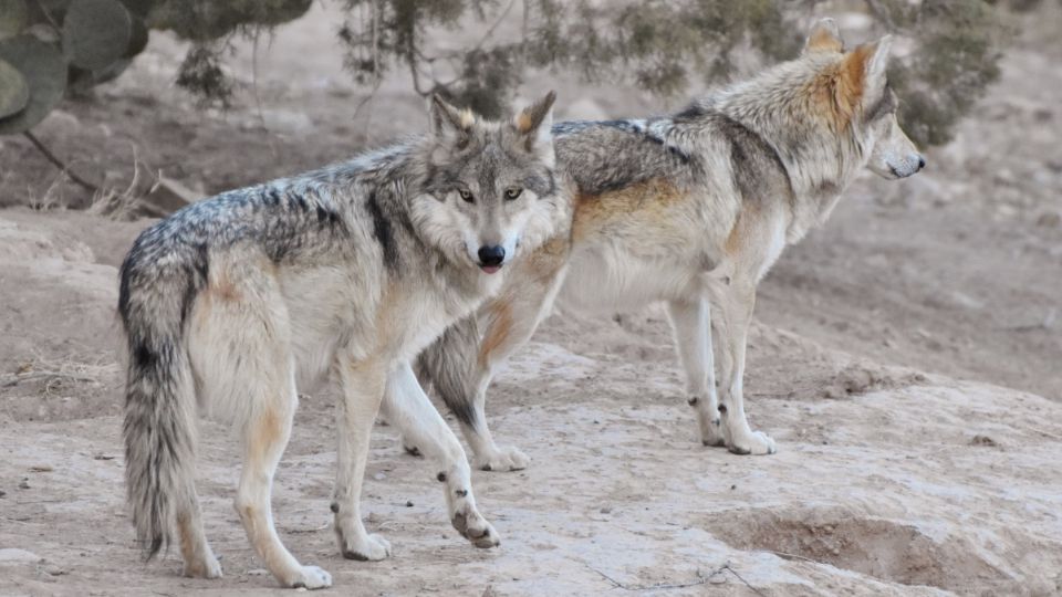 Con la ganadería como excusa, Trump busca dar luz verde a la caza del lobo gris y lobo gris mexicano